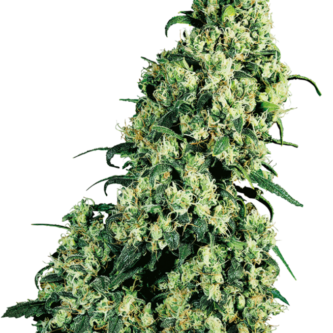 skunk-1-femminilizzata-xl