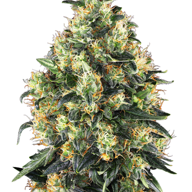 super-skunk-automatic-xl