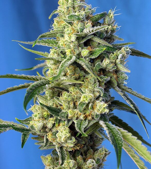 sweet-amnesia-haze