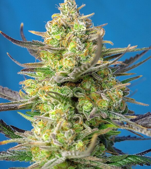 sweet-cheese-xl-auto