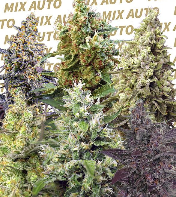 sweet-mix-auto
