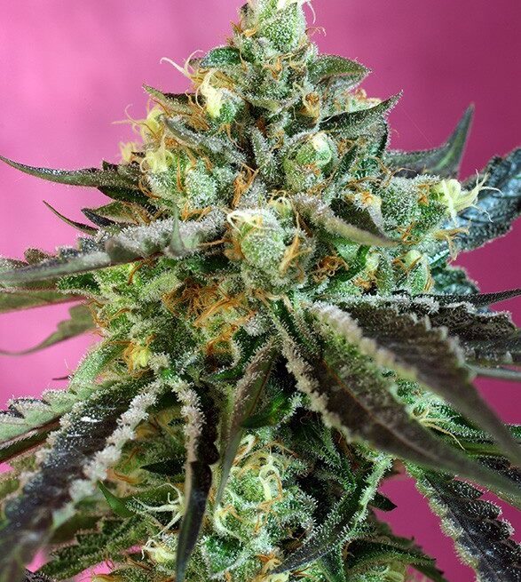 sweet-nurse-auto-cbd