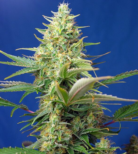 sweet-pure-auto-cbd