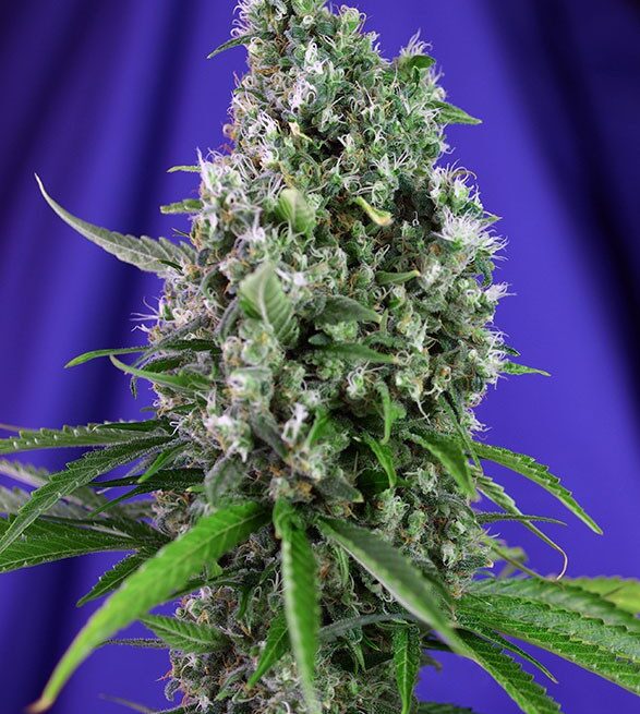 sweet-trainwreck-auto