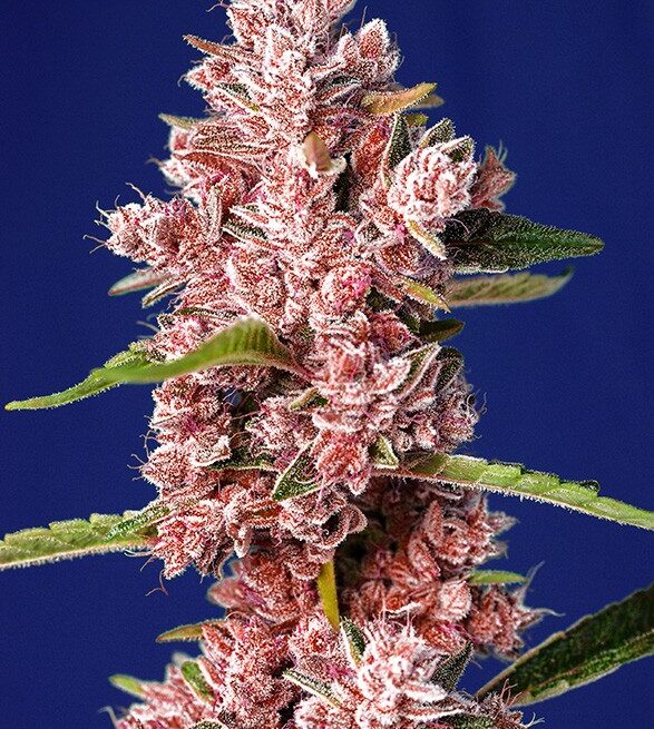 tropicanna-poison-f1-fast-version